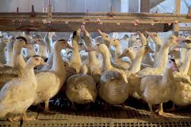 Foie gras: visita a un allevamento di oche | Dissapore